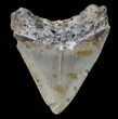 Bargain, Megalodon Tooth - North Carolina #80862-2